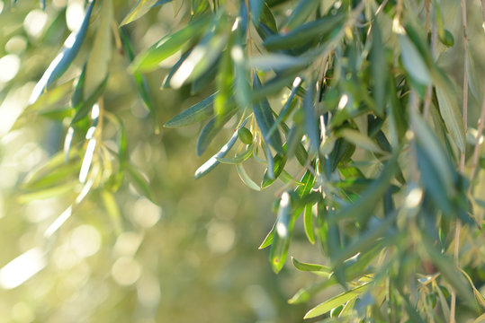 Olive tree in Italy, harvesting time. Sunset olive garden, detail with copy space for your text.