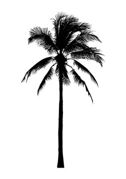 silhouette of coconut tree, natural palm illustration, vector summer sign