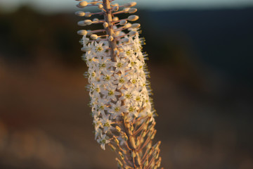 Flowering Squill