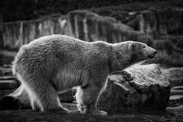 Polar bear 