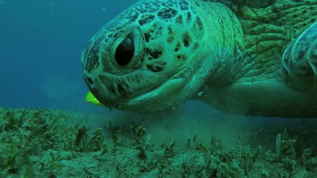 Leucism - Big male Green Sea Turtle (Chelonia mydas) with Golden Trevally (Gnathanodon speciosus) eats the sea grass on a sandy bottom, Red sea, Marsa Alam, Abu Dabab, Egypt
