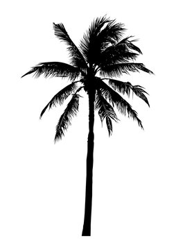 silhouette of realistic coconut tree, natural palm illustration, vector summer sign