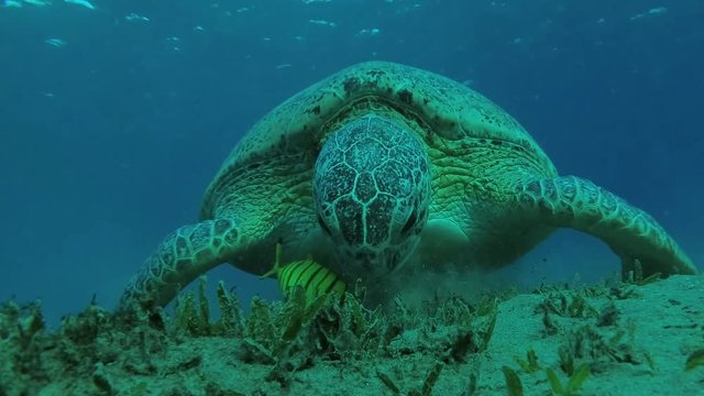 Leucism - Big male Green Sea Turtle (Chelonia mydas) with Golden Trevally (Gnathanodon speciosus) eats the sea grass on a sandy bottom, Red sea, Marsa Alam, Abu Dabab, Egypt
