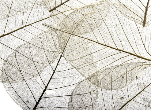 a leaf texture close up isolated on white
