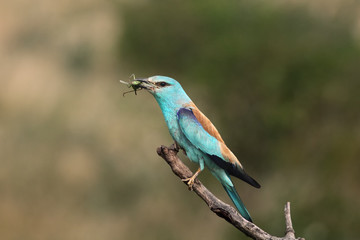 The European roller (Coracias garrulus) sitting on the branch with grasshopper in the beak