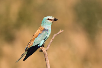 The European roller (Coracias garrulus) sitting on the branch in the middle of grassland