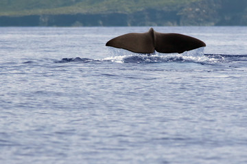 Fototapeta premium Kaszalot (Physeter macrocephalus) lub kaszalot, ogon kaszalota