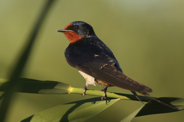 The barn swallow (Hirundo rustica) is sitting on reed with green background