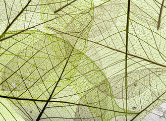 Fototapeta na wymiar a leaf texture close up isolated on white
