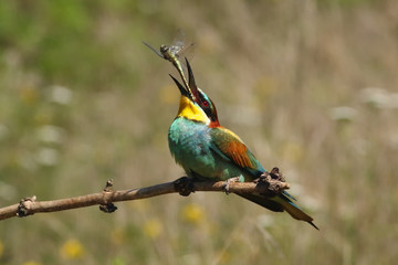 The European bee-eater (Merops apiaster) is sitting on thin branch and pitching dragonfly in the beak with green and yellow background