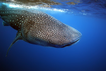 The whale shark (Rhincodon typus) , wildlife portrait