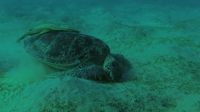 Melanism - Big male Green Sea Turtle with Remora fish and Golden Trevally eats sea grass on sandy bottom, Red sea, Marsa Alam, Abu Dabab, Egypt
