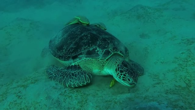 Melanism - Big male Green Sea Turtle with Remora fish and Golden Trevally eats sea grass on sandy bottom, Red sea, Marsa Alam, Abu Dabab, Egypt
