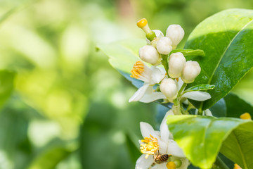 Bunch of lime flowers, lemon blossom on tree.