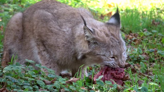 Luchs, Lynx, Raubtier, fressen, Hunger, Fleisch, kauen, Nahrungsaufnahme, Wildtier, 4K