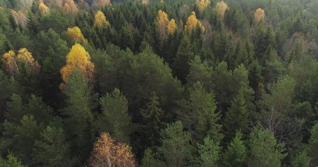 Evergreen forest with some yellow birch trees in autumn. Flying over forest aerial drone shot. - Powered by Adobe