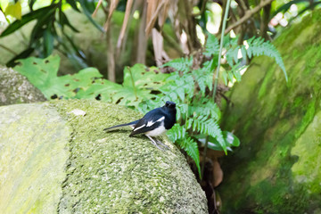 A bird resting in isolation on a rock