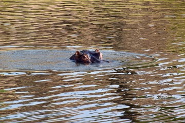 Fototapeta premium Flusspferde