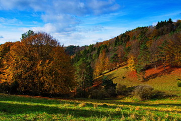 Obraz premium Landschaft im Herbst mit Wiesen und bunten Bäumen in idyllischer Natur in der Eifel