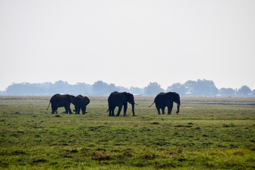 Elefantenherde - Afrika - Nationalpark