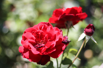 A red rose