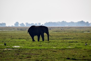 Elefantenherde - Afrika - Nationalpark