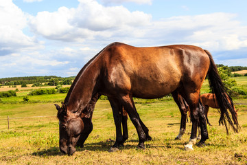 Fototapeta premium Brown wild horse on meadow idyllic field