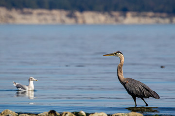 Kanadareiher (Ardea herodias) im flachen Wasser am Island View Beach auf Vancouver Island, Kanada.