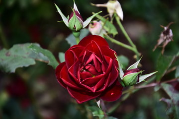 Rose from my garden