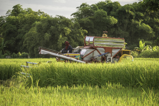 Thai rice harvesting tractor working in the rice field