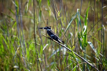 Graufischer, der schwarzweisse Eisvogel 