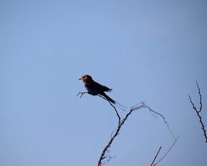 Graufischer, der schwarzweisse Eisvogel 