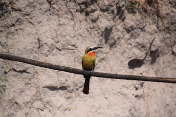 Weißstirn Bienenfresser. © AnnKathrin