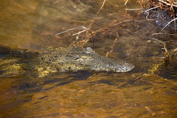 Krokodil - Nationalpark