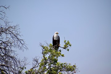 Weißkopfseeadler