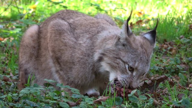 Luchs, Lynx, Raubtier, fressen, Hunger, Fleisch, kauen, Nahrungsaufnahme, Wildtier, 4K