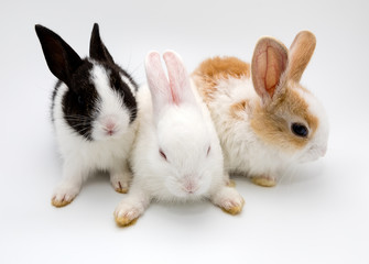 Fototapeta premium rabbits isolated on a white background