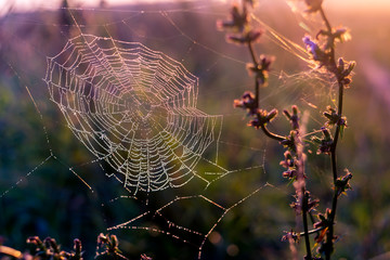 Dew drops on the spider web