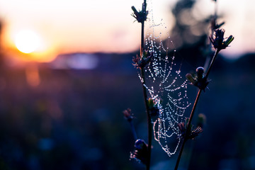 Dew drops on the spider web