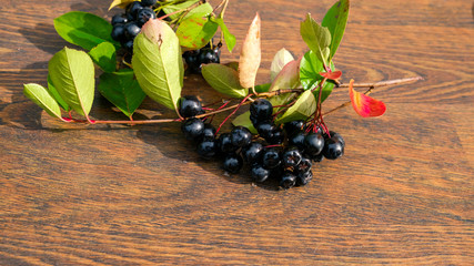 bunches of black chokeberry, autumn