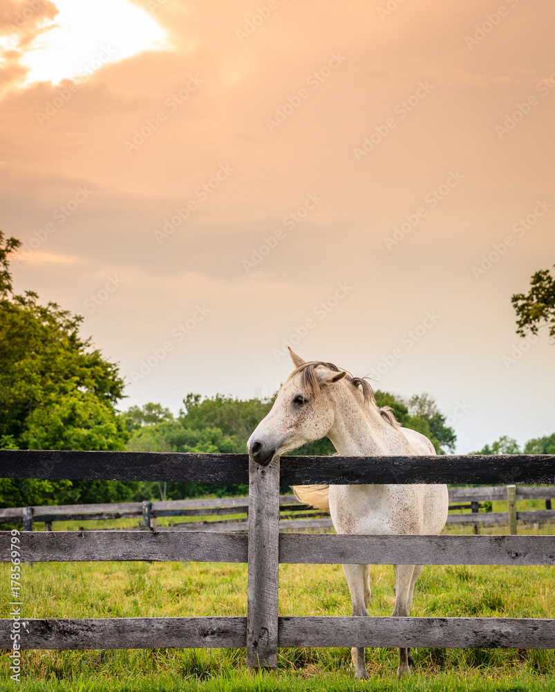 Poster Horse of a farm