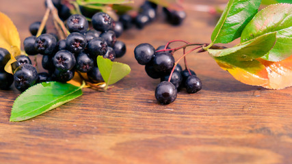 bunches of black chokeberry, autumn