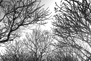 View of deciduous trees in winter without their leaves against a overcast cloudy sky-Black and white photo