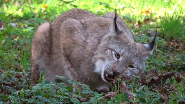 Luchs, Lynx, Raubtier, fressen, Hunger, Fleisch, kauen, Nahrungsaufnahme, Wildtier, 4K
