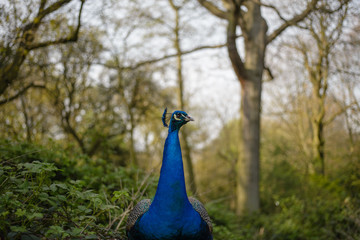 Peacock forest - 178570370