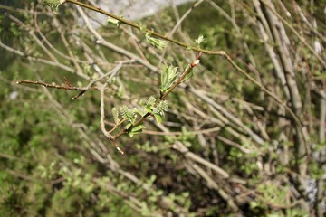 Frische hellgrüne Knospen an einem Ast im Frühling in den Alpen