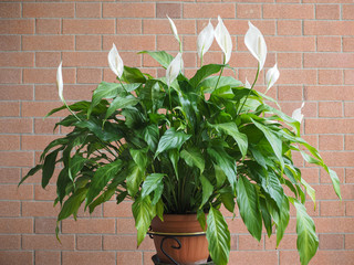 white calla (Calla palustris) flower