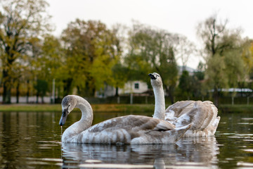 A pair of young swans swimming in a city lake.