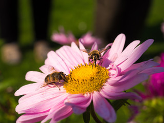 Bees sitting on a flower