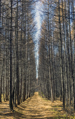 Autumn forest with rays of warm light, illuminating golden foliage and walking path